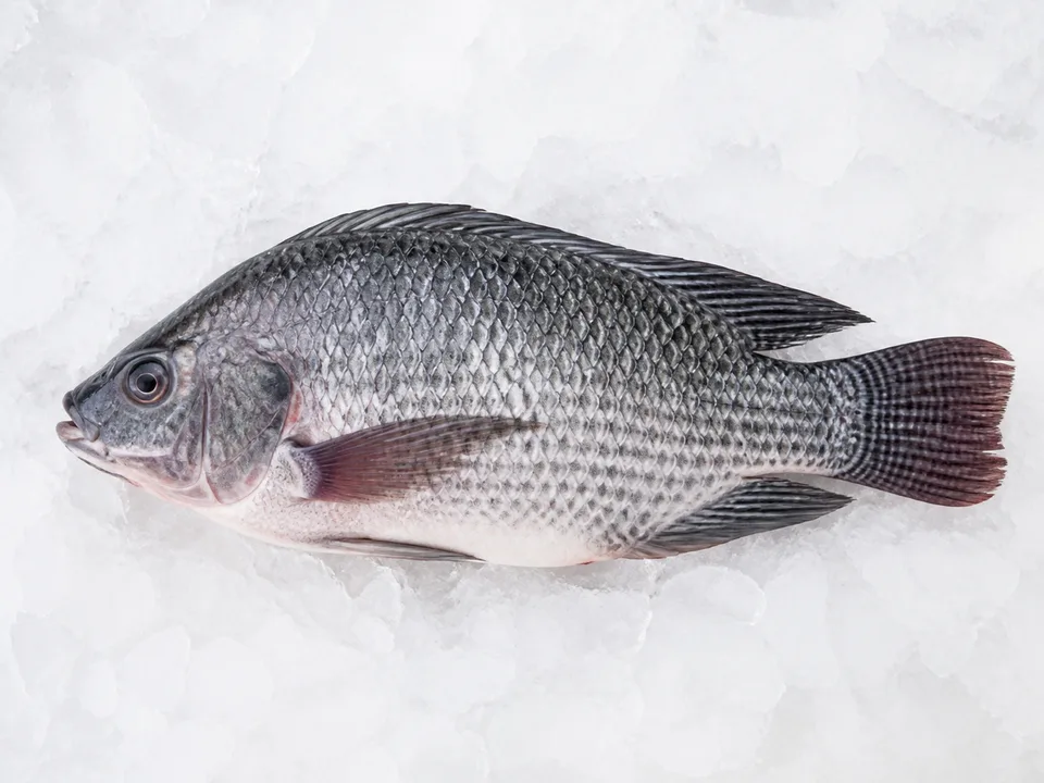 Whole tilapia on ice